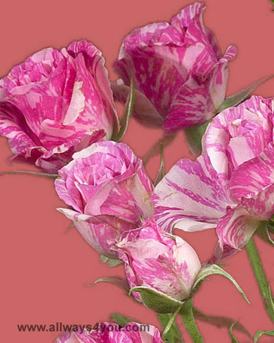 Spray Rose Pink Flash Flowers